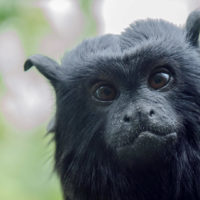 Red-handed tamarin