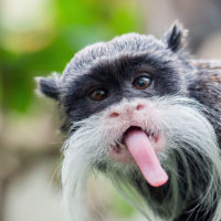 Emperor tamarin