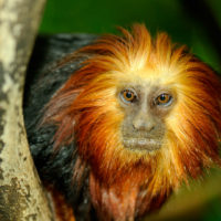 Tamarin lion à tête dorée