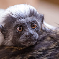 Cotton-top tamarin