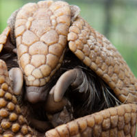 Southern three-banded armadillo