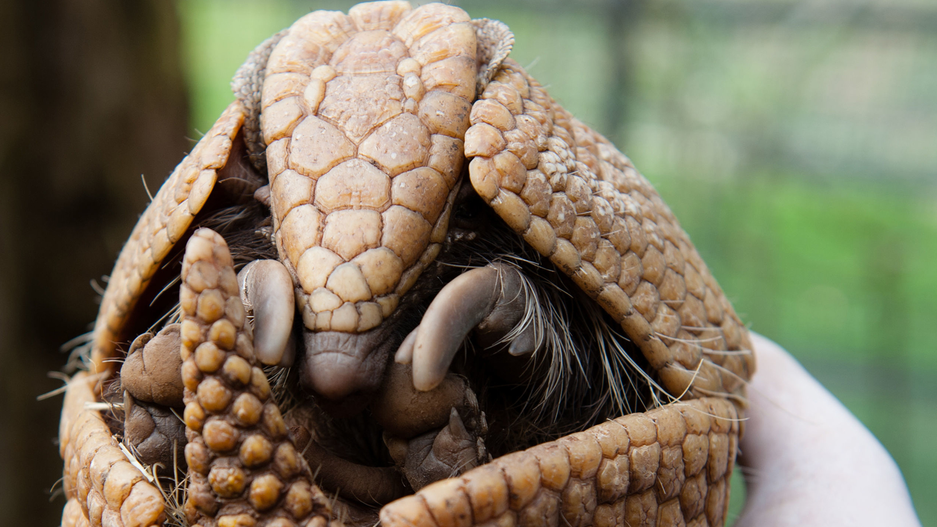 Southern three-banded armadillo ⋆ Mulhouse Zoo, zoological ...