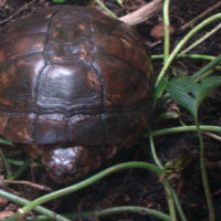 African helmeted turtle