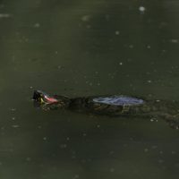 Red-eared slider