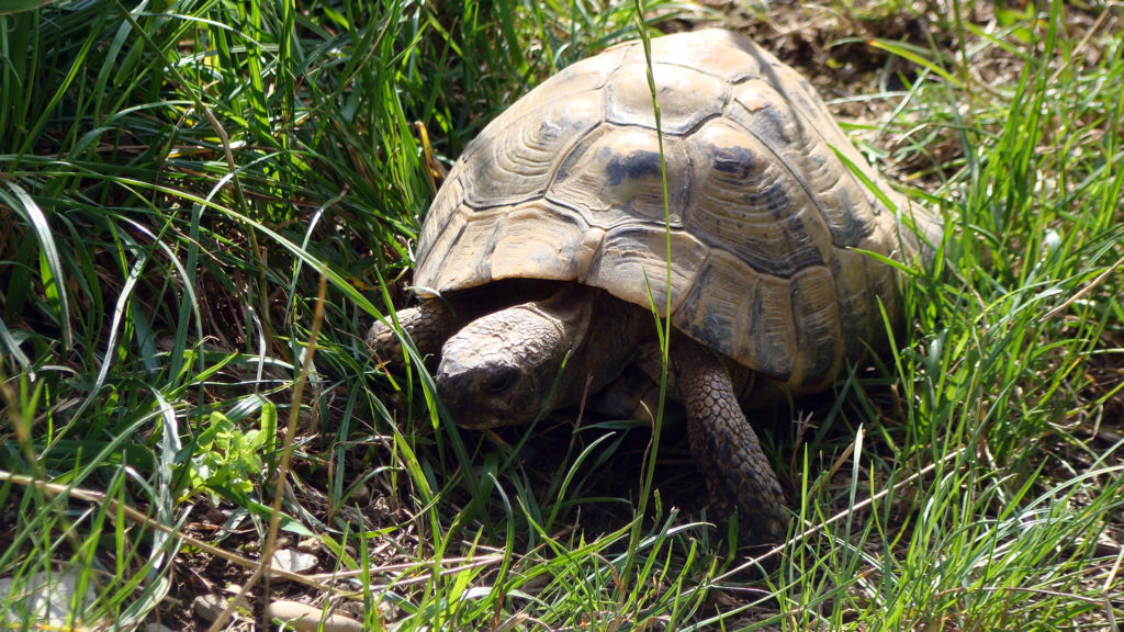 Tortue de Hermann ⋆ Zoo de Mulhouse, parc zoologique et botanique
