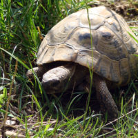 Griechische Landschildkröte