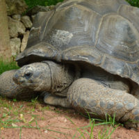 Tortue géante des Seychelles