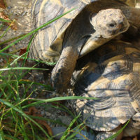 Tortue grecque au Zoo de Mulhouse, parc zoologique et botanique Tortue grecque