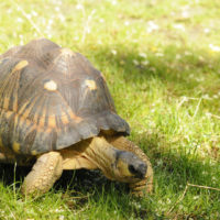 Tortue rayonnée