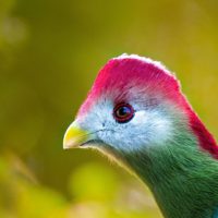 Red-crested turaco