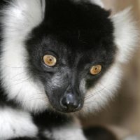 White-belted ruffed lemur