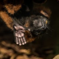 Red ruffed lemur