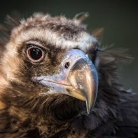 Cinereous vulture