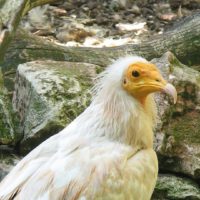 Egyptian vulture