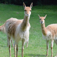 Vicuña