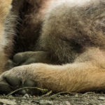 Visite guidée zoologique : les naissances au zoo