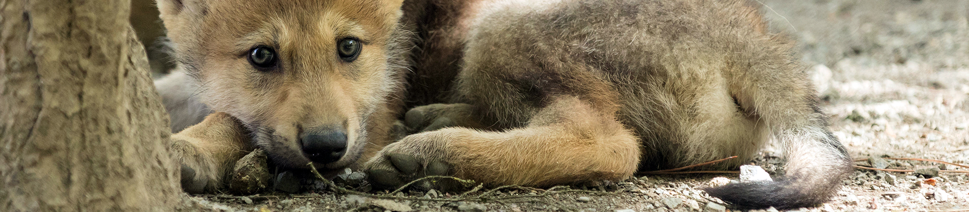 Visite guidée zoologique : les naissances au zoo