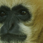 Visite guidée zoologique : Primates et évolution des hommes