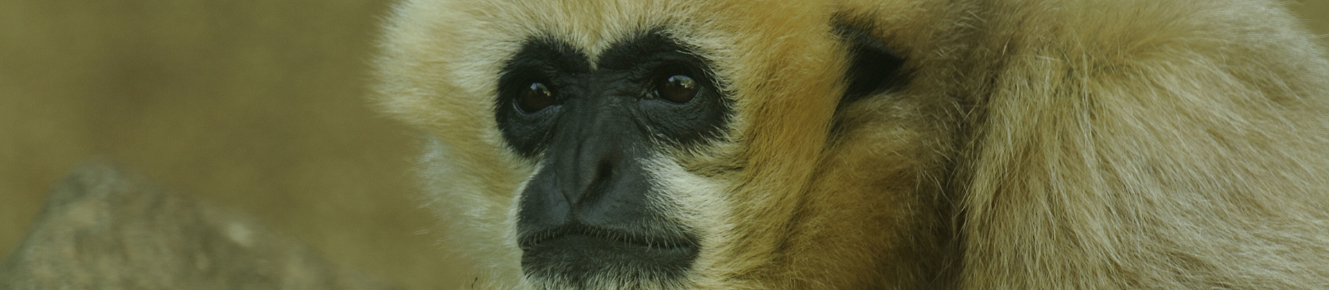 Visite guidée zoologique : Primates et évolution des hommes