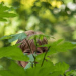 Visite guidée botanique : Les hellébores