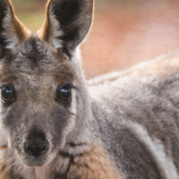 Yellow-footed rock wallaby