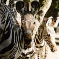 Grevy Zebra