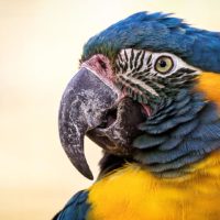 Blue-throated Macaw