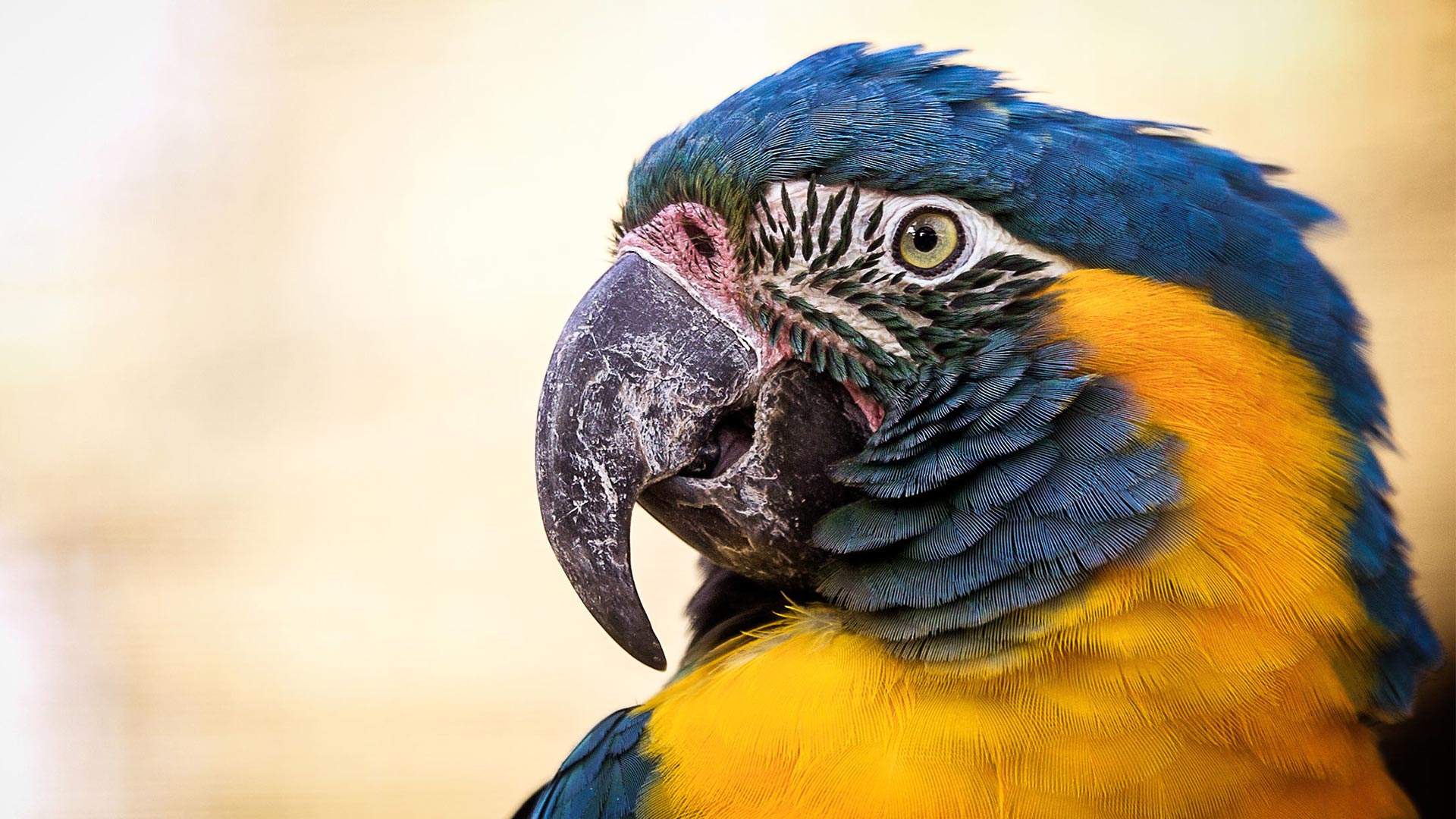 Ara à bleue ⋆ Zoo de Mulhouse, parc zoologique et botanique — free download
