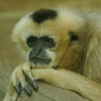 Northern white-cheeked gibbon