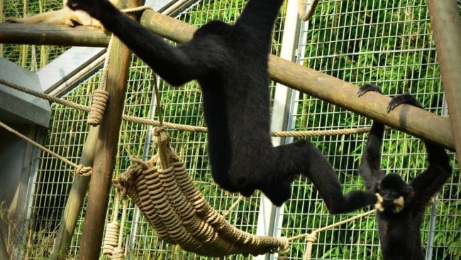 Gibbons à favoris roux ⋆ Zoo de Mulhouse, parc zoologique et botanique
