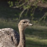 Lesser rhea