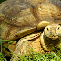 African spurred tortoise