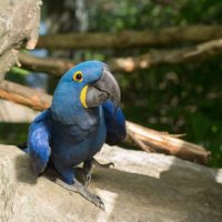 Hyacinth Macaw