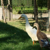 Indian runner duck