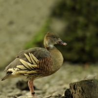 Plumed Whistling-duck