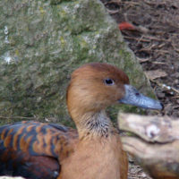 Fulvous Whistling-duck