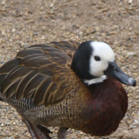 White-faced Whistling-duck