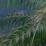 "Les Forêts silencieuses"