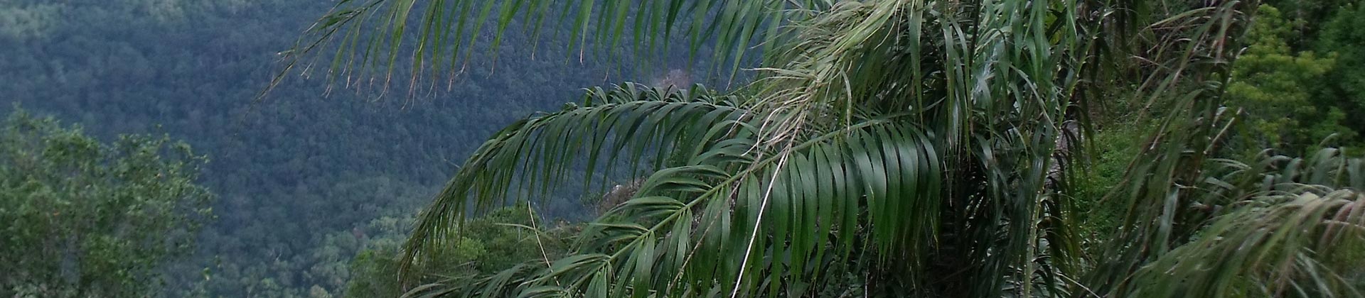 "Les Forêts silencieuses"