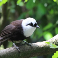 Sumatran Laughingthrush