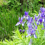 Les plantes, un atout pour la biodiversité du Parc