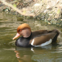 Red-crested Pochard