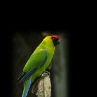 Horned parakeet