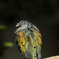 Nicobar pigeon