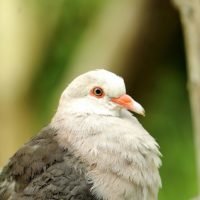 Mauritius Pink Pigeon