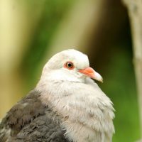 Mauritius-Rosentaube