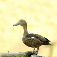 Sarcelle de Bernier au Zoo de Mulhouse, parc zoologique et botanique Sarcelle de Bernier