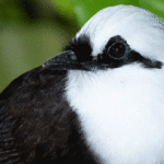 A la découverte des oiseaux chanteurs d'Asie