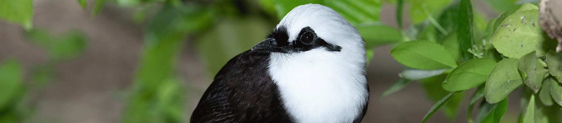 A la découverte des oiseaux chanteurs d'Asie