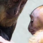 Visite guidée zoologique : Naissances au zoo de Mulhouse